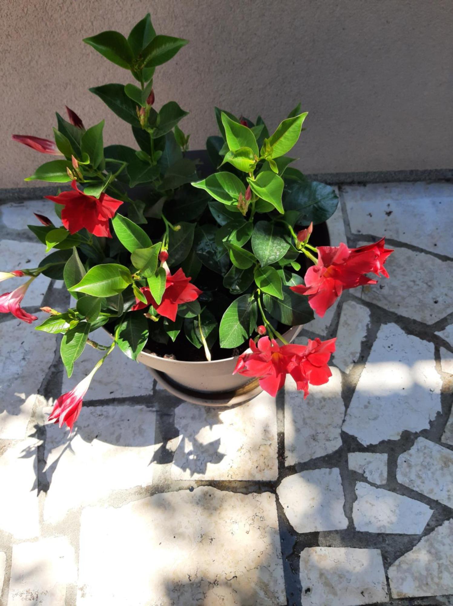 רוביני Apartment Stefania מראה חיצוני תמונה